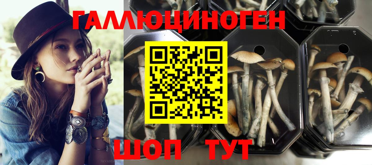 Городец  Псилоцибиновые грибы Cubensis  Вход с VPN  Галлюциногенные грибы Psilocybe 