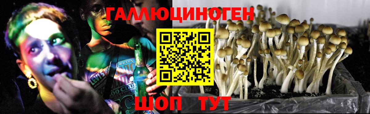 Галлюциногенные грибы прущие грибы Городец